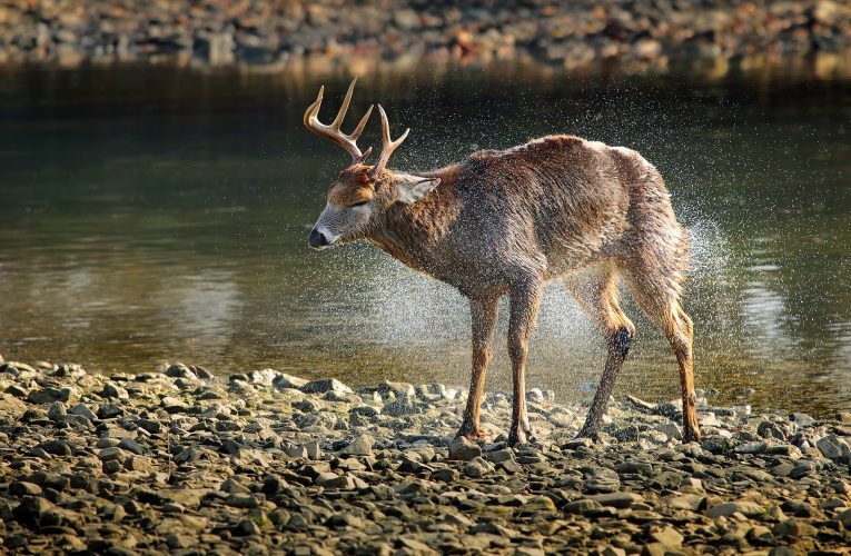 5 Deer Hunting Myths