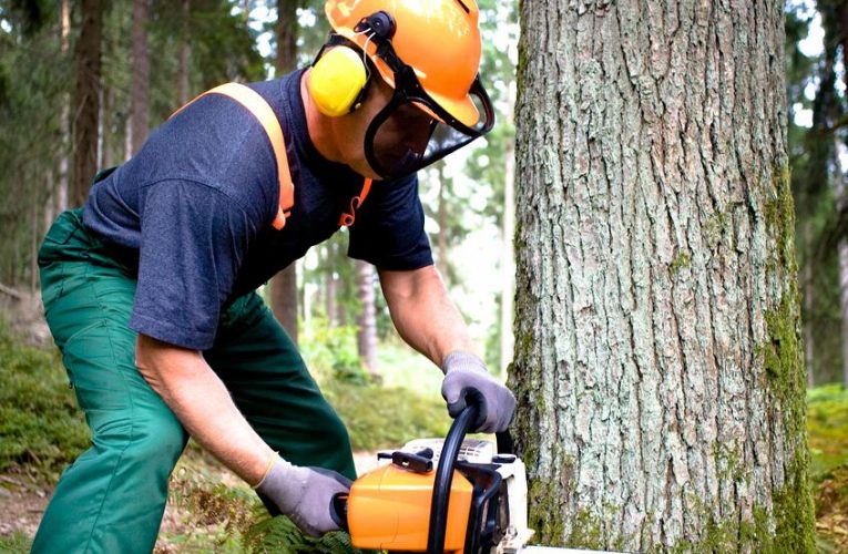 When to cut down a tree?